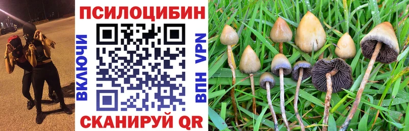 купить наркотики цена  Тайшет  Галлюциногенные грибы мицелий 